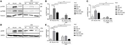 The protective role of Lactobacillus rhamnosus GG postbiotic on the alteration of autophagy and inflammation pathways induced by gliadin in intestinal models
